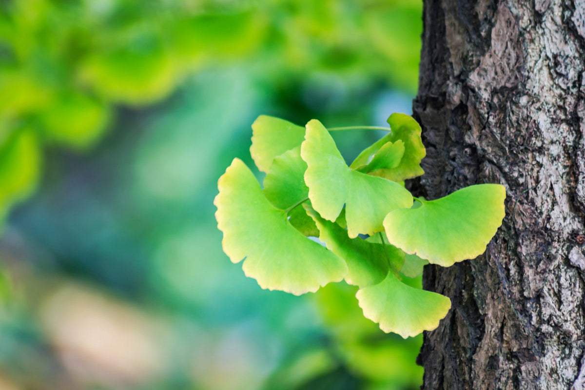 Ginkgo biloba