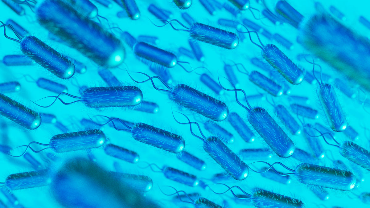Lactobacillus acidophilus