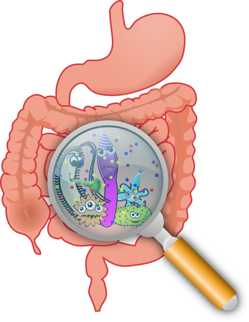 probiotiques ventre gonflé