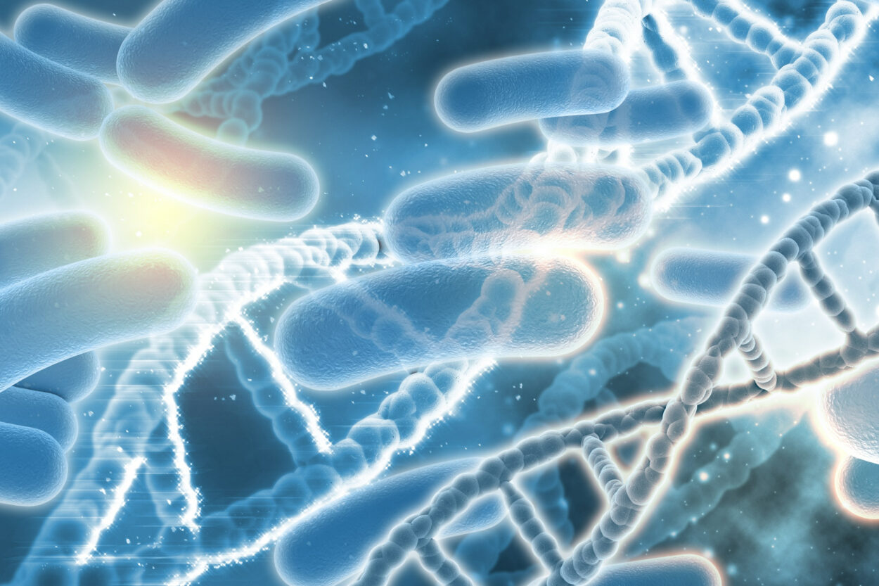 Lactobacillus Plantarum