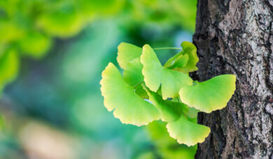 Ginkgo biloba