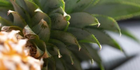Bromelaïne
