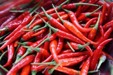 Capsaïcine