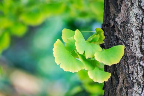 Ginkgo biloba