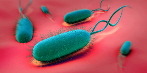 Helicobacter pylori