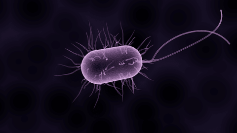 Helicobacter pylori