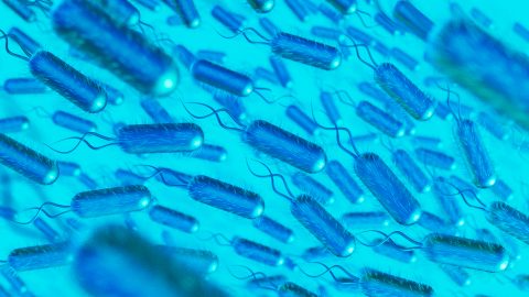 Lactobacillus acidophilus