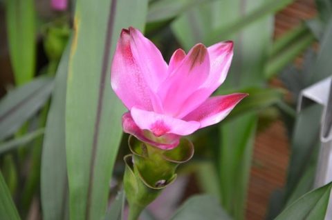 avis sur le boswellia