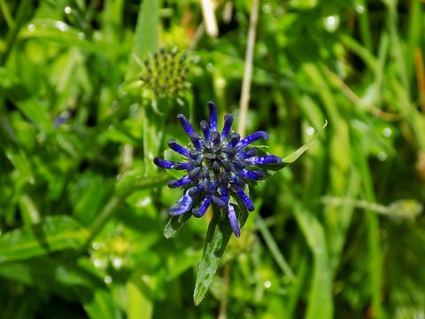 avis sur l'harpagophytum