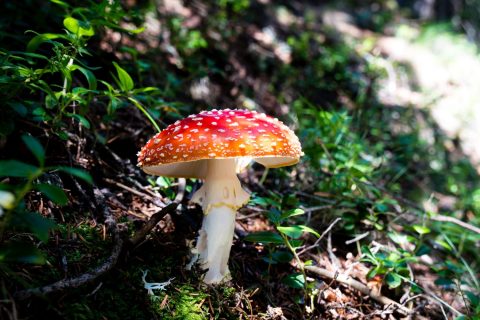 champignon-vagin
