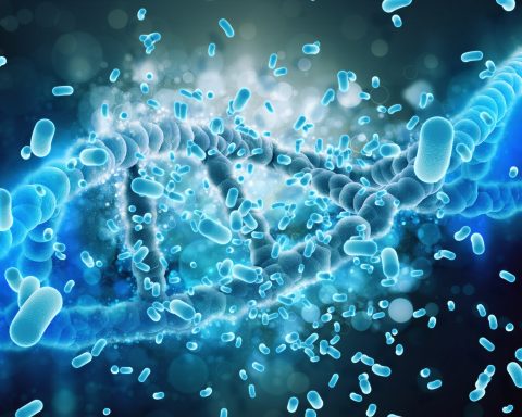 Bifidobacterium infantis 35624