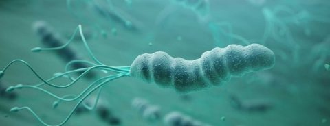 helicobacter-pylori
