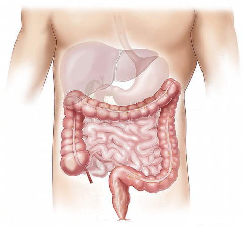 la flore intestinale