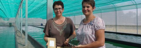 vertus de la spiruline