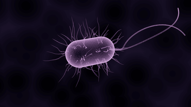 Helicobacter pylori