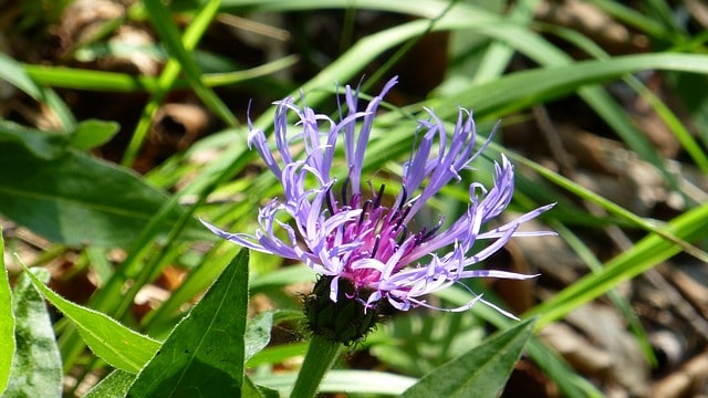 harpagophytum
