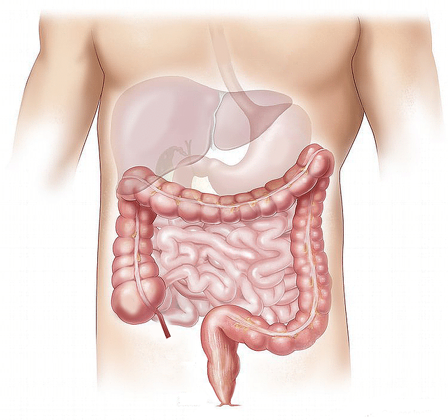 la flore intestinale