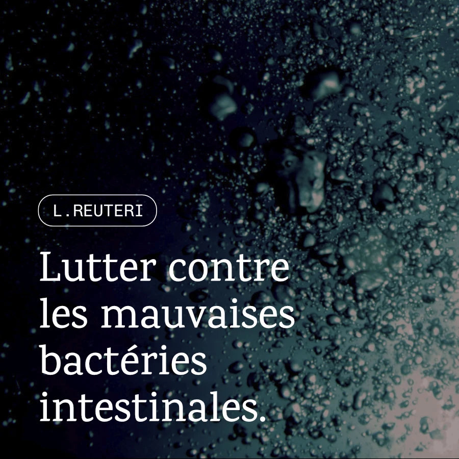 L. Reuteri