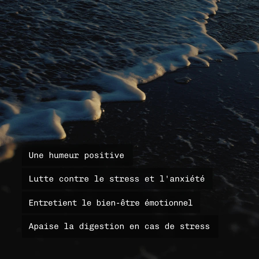 Probio+ Zen