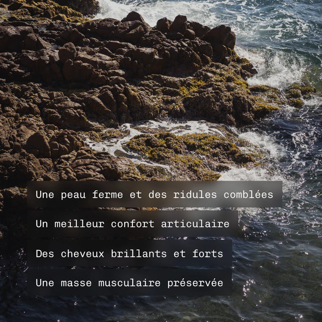 Collagène Marin poudre