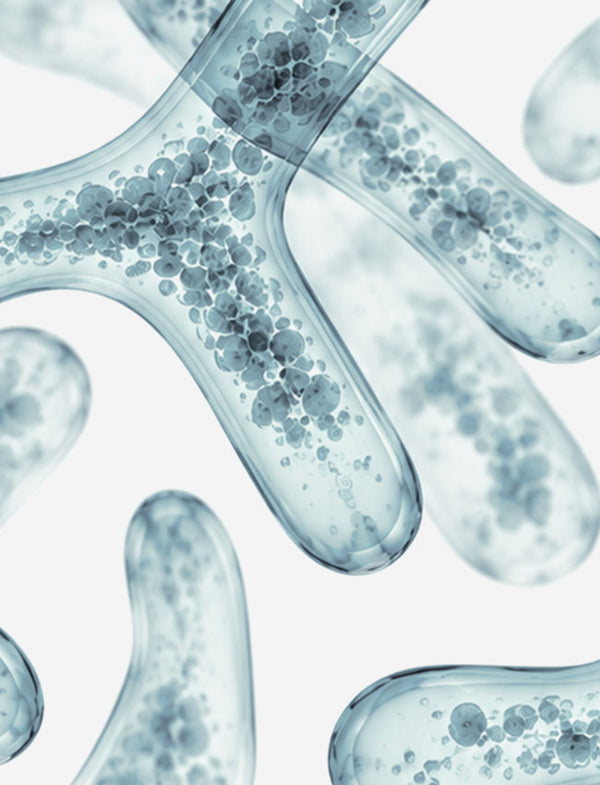 BIFIDOBACTERIUM ANIMALIS  LACTIS