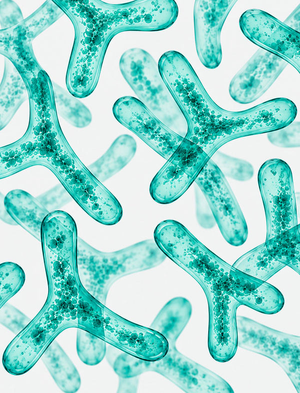 BIFIDOBACTERIUM INFANTIS