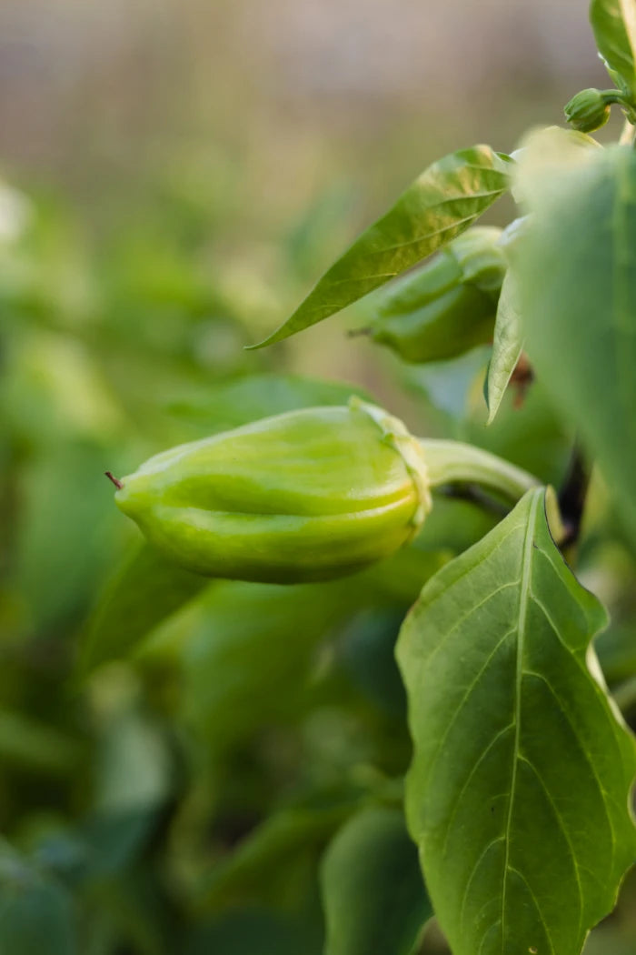 Peptiway protéines végétales