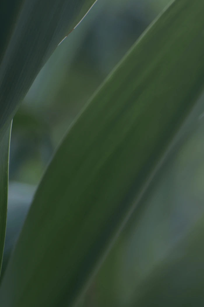 Magnésium L-thréonate : Magtein®