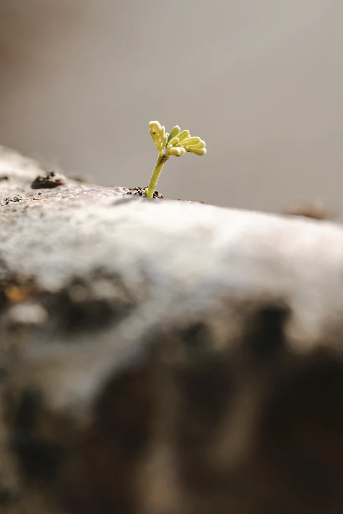 Peptiway protéines végétales