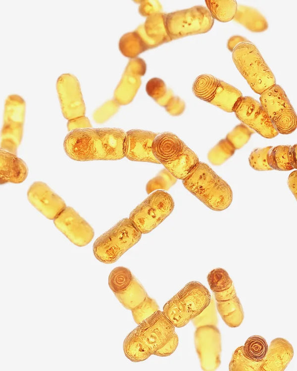 Lactobacillus reuteri