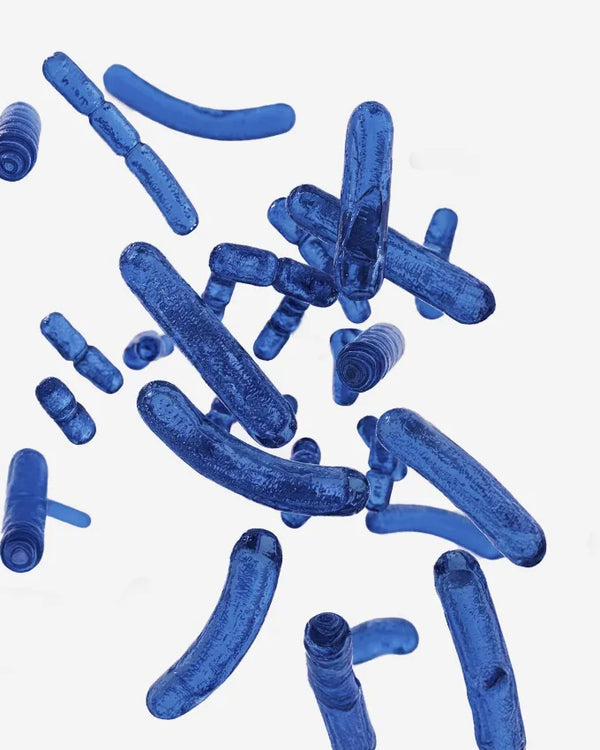Lactobacillus crispatus