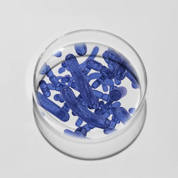 Lactobacillus crispatus