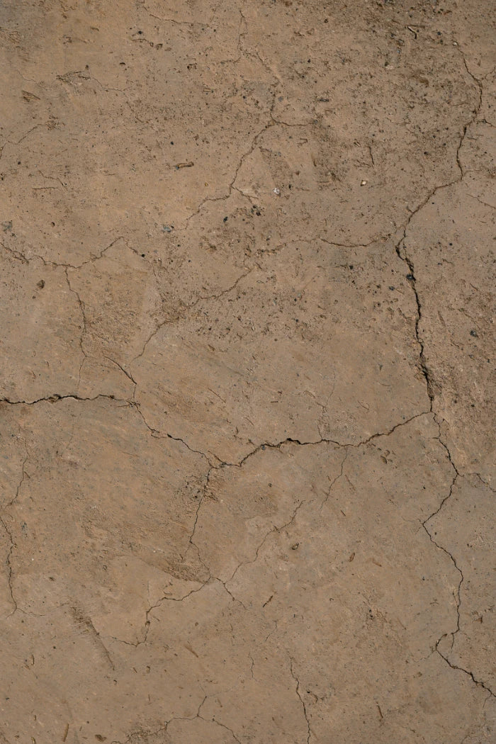 Probio+