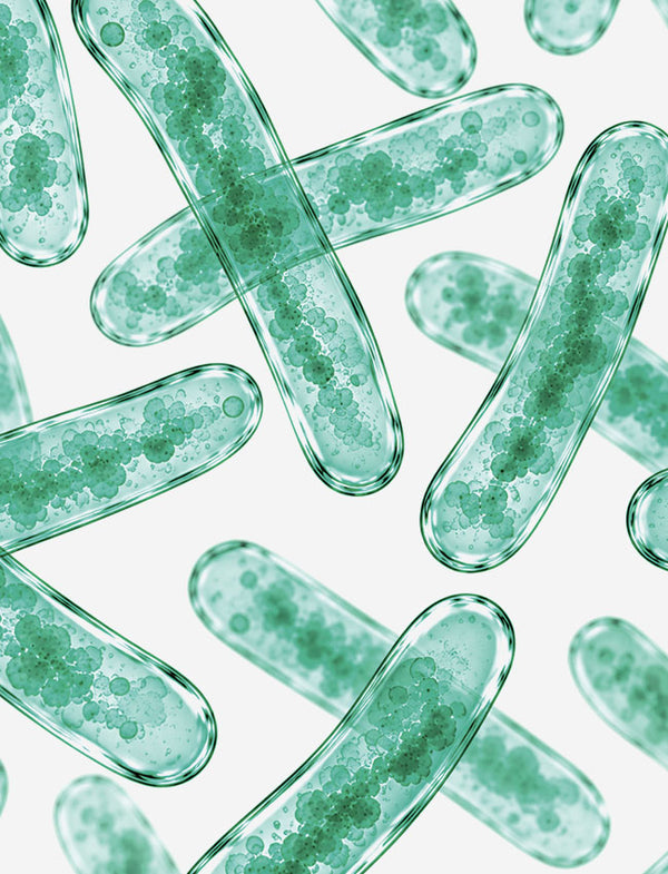 LACTOBACILLUS ACIDOPHILUS