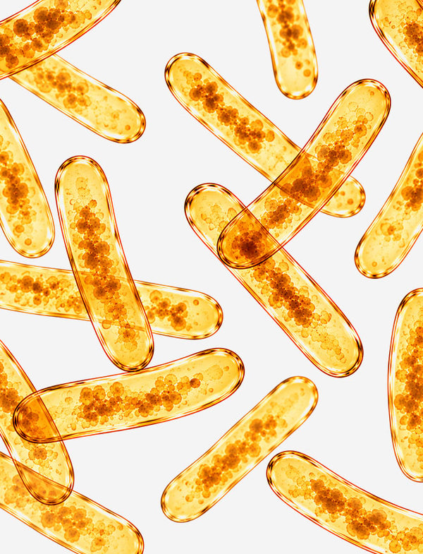 LACTOBACILLUS JOHNSONII