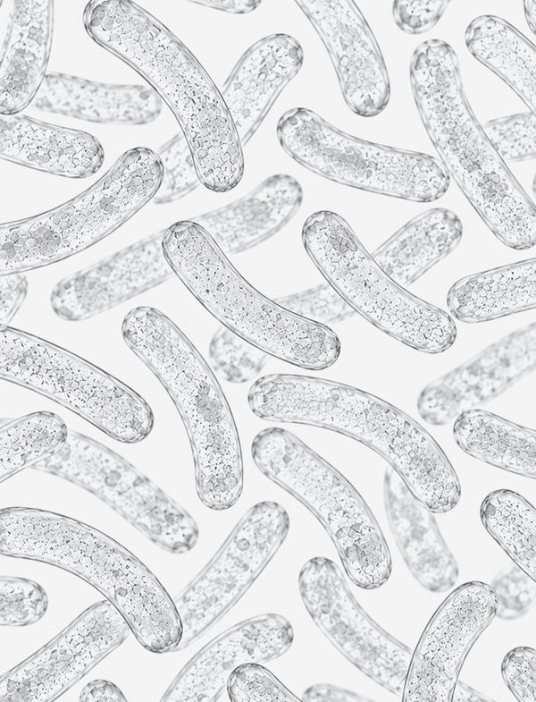 LACTOBACILLUS PLANTARUM