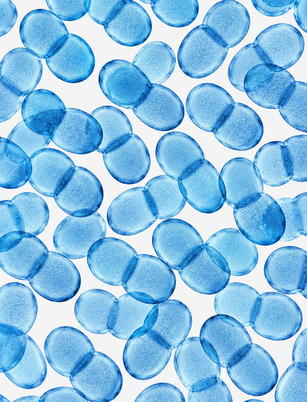 LACTOCOCCUS LACTIS